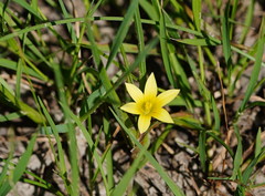 Romulea flava minor