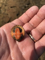 Sternotherus intermedius