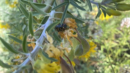 iNaturalist observation photo of Harlequin Bug