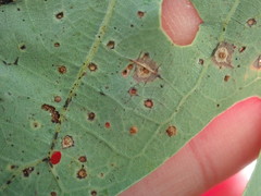 Neuroterus tantulus