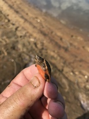 Sternotherus intermedius