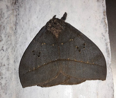 Automeris belti