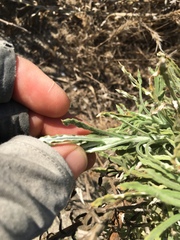 Pseudognaphalium leucocephalum