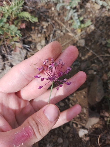 Allium pallasii, photograph 4