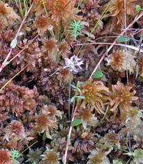 Polygala brevifolia