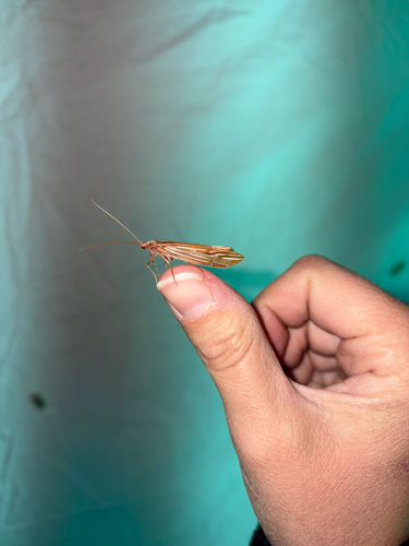 iNaturalist observation photo of Beautiful Northern Caddisfly