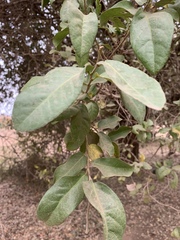 Drypetes mossambicensis