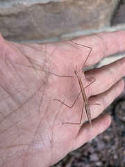 Parabacillus coloradus