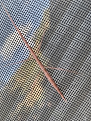 Parabacillus coloradus