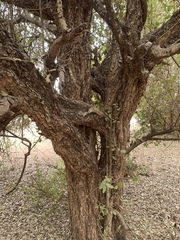 Drypetes mossambicensis