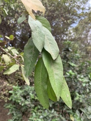 Drypetes mossambicensis