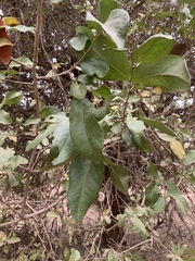 Drypetes mossambicensis