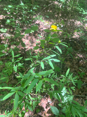 Hypericum frondosum, photograph Niyan Shehan, CC0, iNaturalist via GBIF