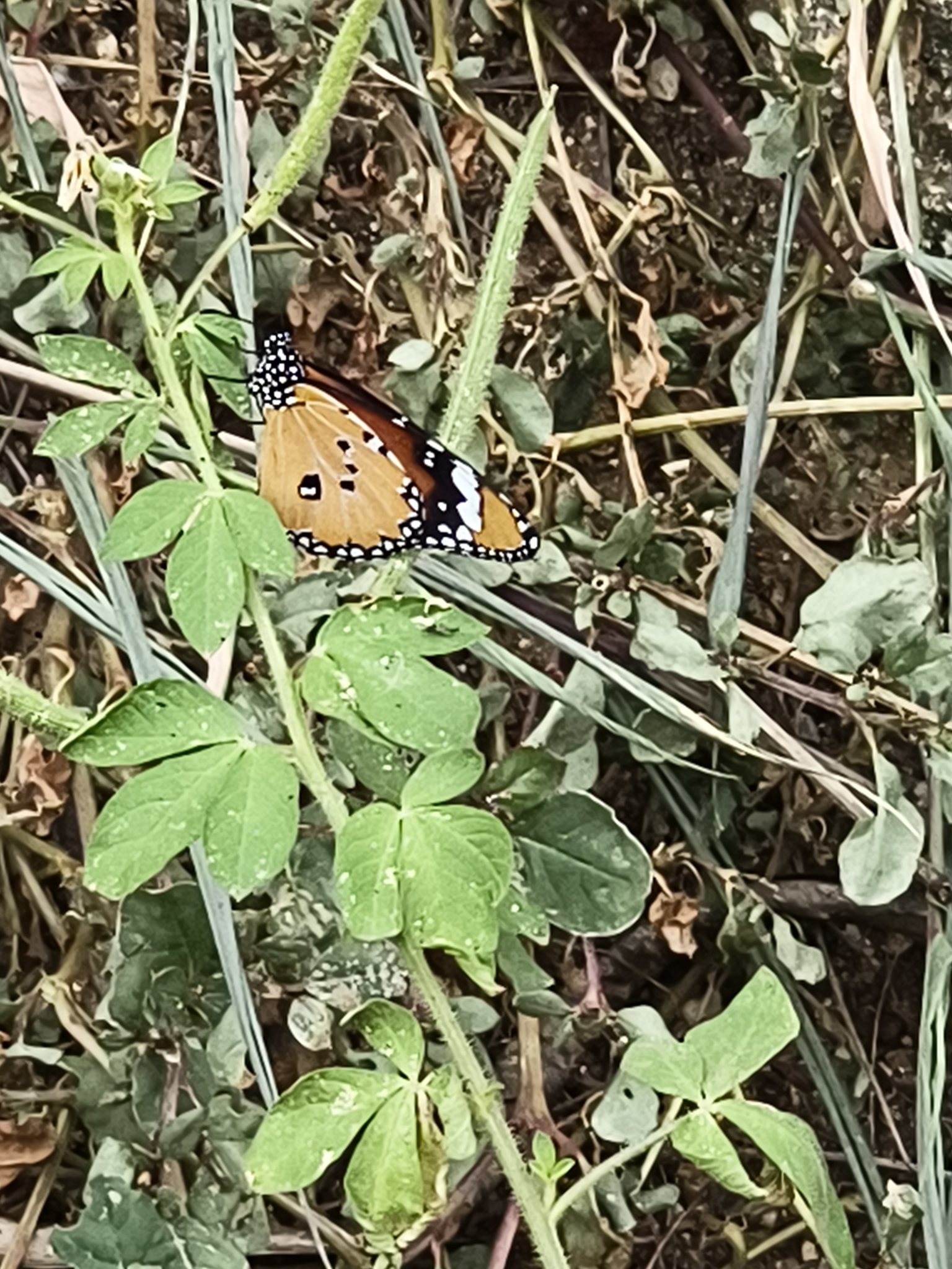 Plain Tiger