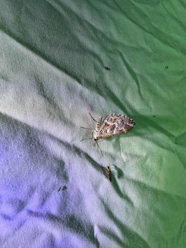 iNaturalist observation photo of Stamnodes marmorata