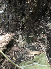 Pseudacris triseriata