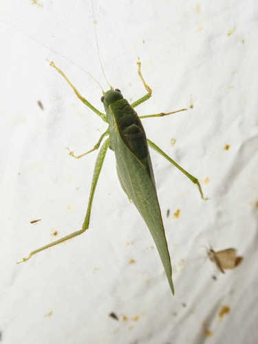 Greater angle-wing katydid