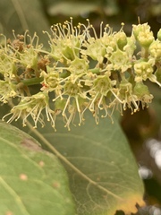 Combretum collinum subsp. taborense image