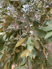 Combretum collinum subsp. taborense image