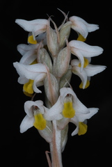 Zeuxine strateumatica