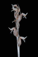 Zeuxine strateumatica
