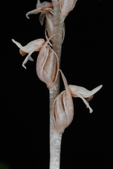 Zeuxine strateumatica