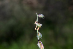 Bouteloua chondrosioides