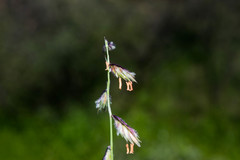 Bouteloua chondrosioides