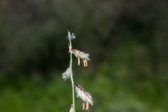 Bouteloua chondrosioides