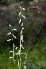Bouteloua chondrosioides