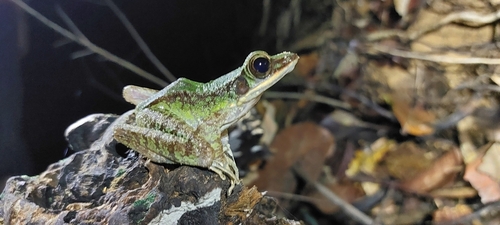 Poisonous Rock Frog
