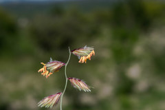 Bouteloua chondrosioides