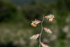 Bouteloua chondrosioides