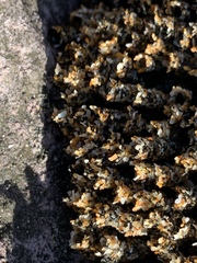 Neosabellaria kaiparaensis