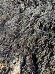 Lophurella caespitosa