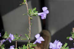 Leucophyllum laevigatum