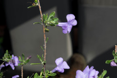 Leucophyllum laevigatum