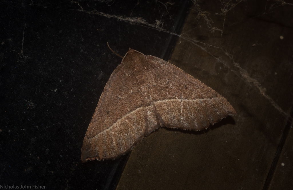 Idiodes pellophanes