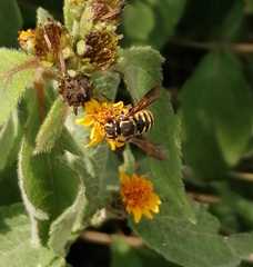 Paranthidium gabbii