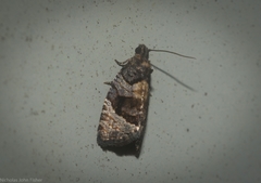 Asthenoptycha