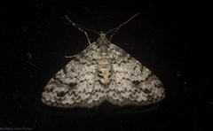 Myrioblephara desumpta