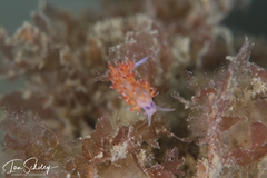 Coryphellina poenicia