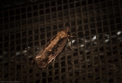 Erythrobapta haemalea