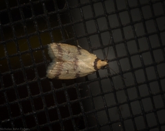 Heteroteucha anthodora