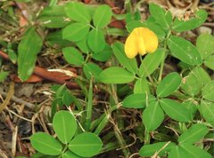 Arachis duranensis