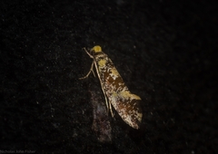 Monopis chrysogramma