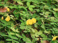Arachis duranensis