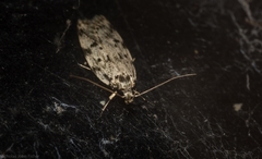 Barea nymphica