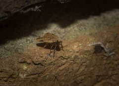 Atheropla nigricincta