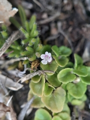 Clinopodium nubigenum